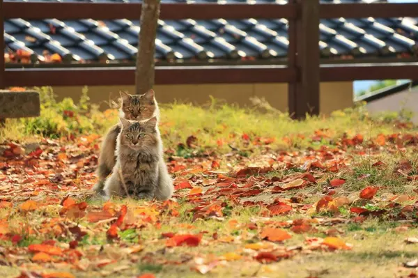 猫④