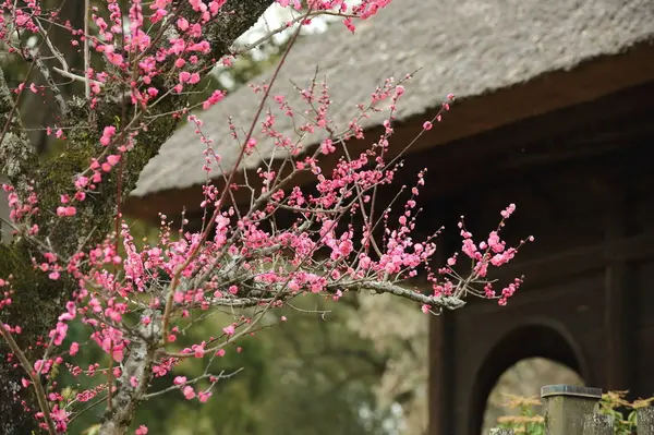 茅葺屋根と梅のコラボ
