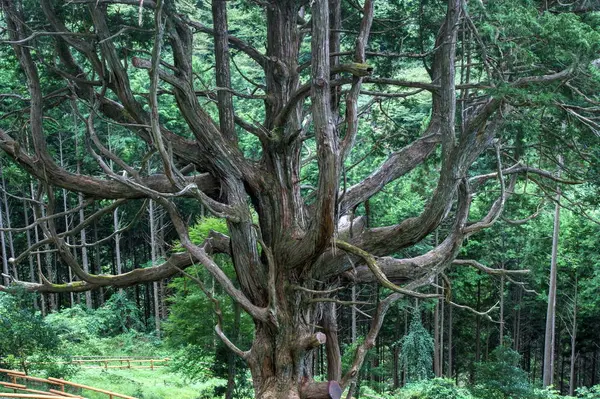 大久保のヒノキ