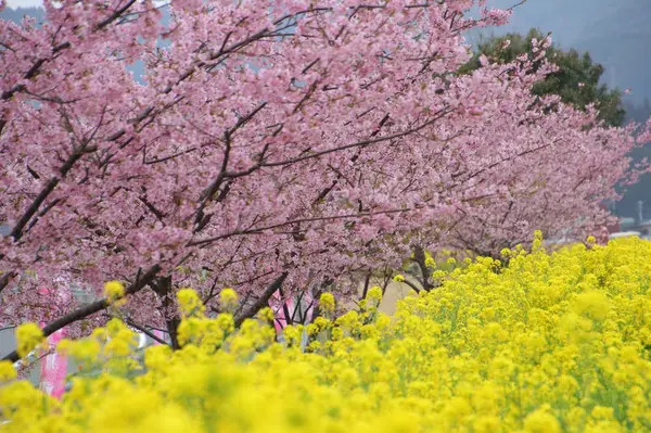 菜の花と桜