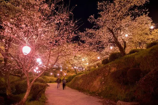 遊歩道も桜路です