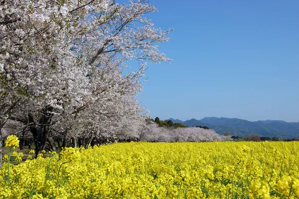 【3月〜4月】西都原古墳群