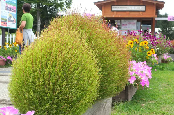 コキアの基本は緑色