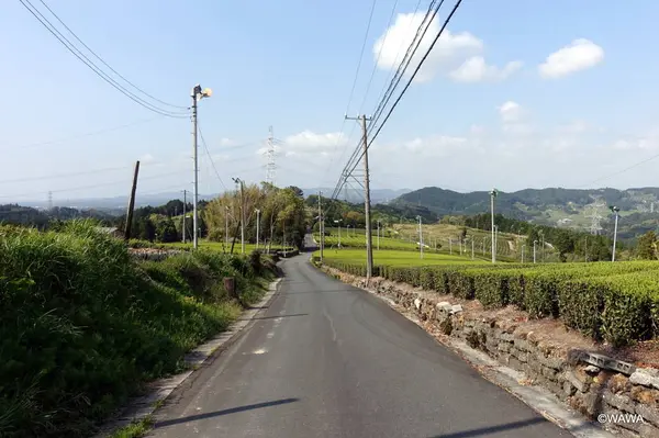小夜の中山 茶畑