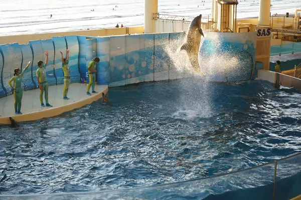イルカショー