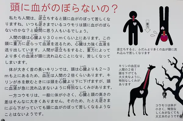 頭に血が上らないの？