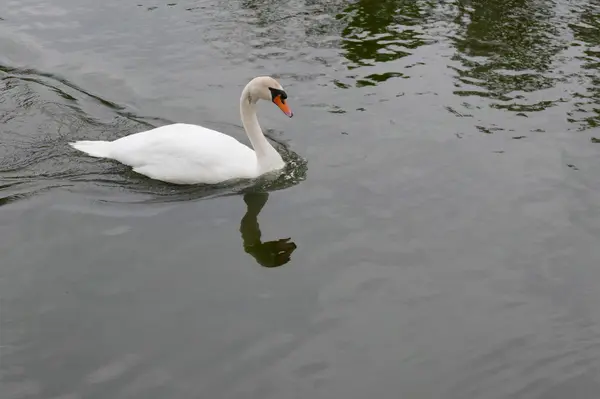 池には巨鯉と白鳥がスイスイ