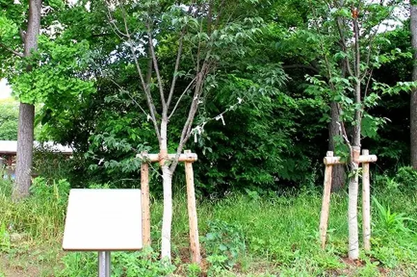 幸村桜