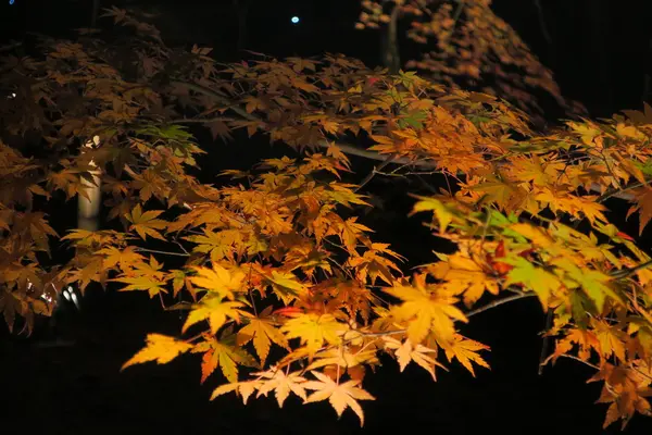 普通に紅葉もあります