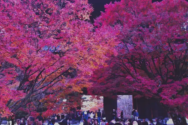 紅葉