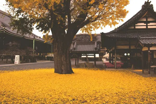 イチョウ木