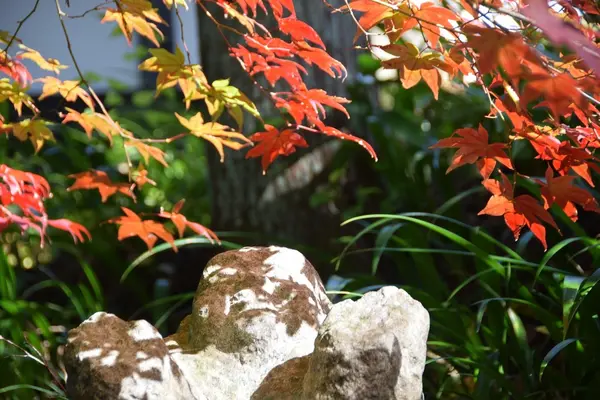 紅葉の定勝寺＜3＞