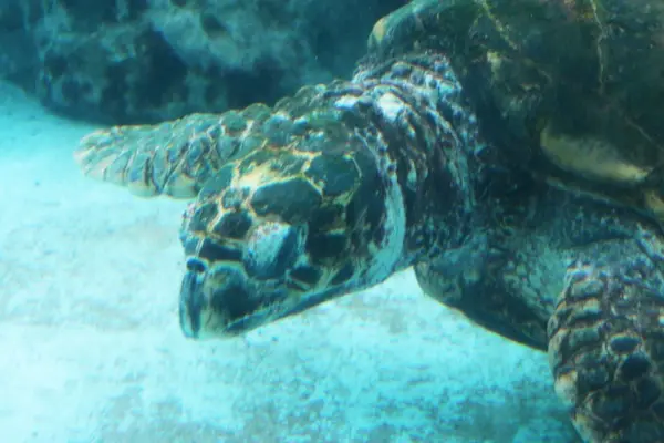 ウミガメさん