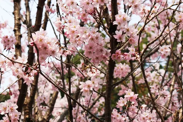 春が来てました