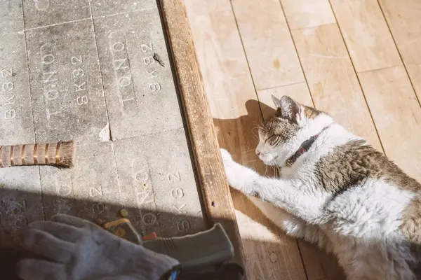 山猫軒だけに…