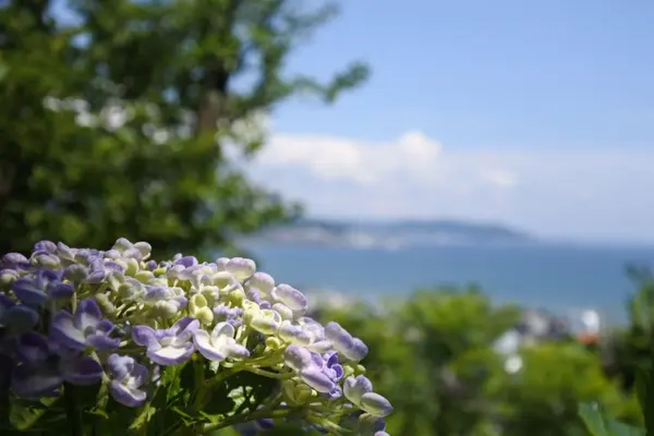 紫陽花と由比ヶ浜
