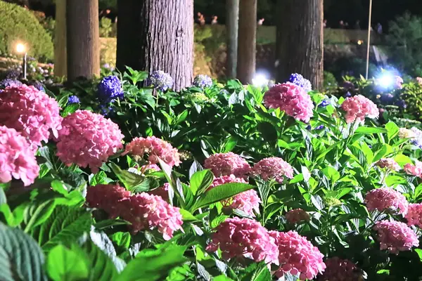 ピンクもなかなか