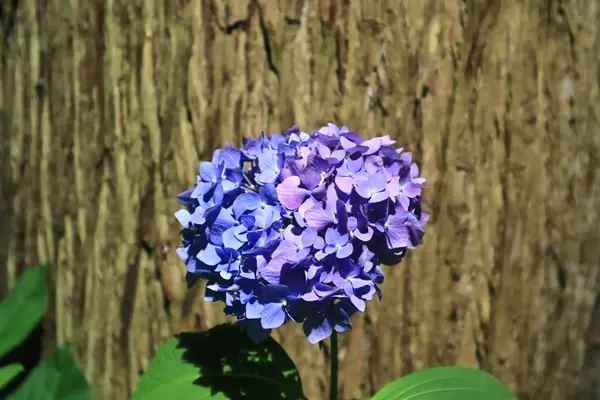 ツートン発見！