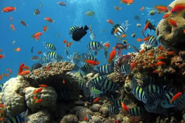 色々な海洋生物たち！