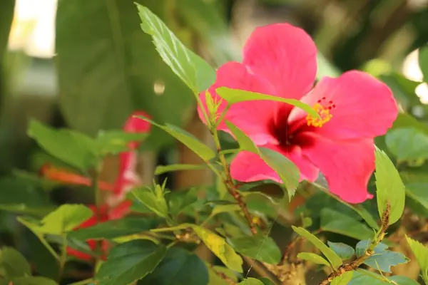 色んな植物を見ながらリラックスタイム🌺