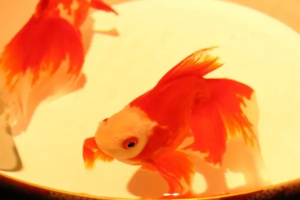 のんびり泳ぐ金魚を見てると癒されます😚