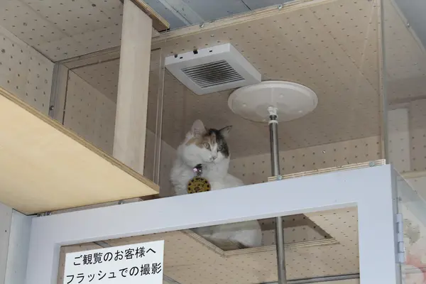 今は「よんたま」
