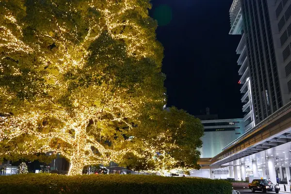 輝く大木