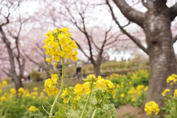 菜の花