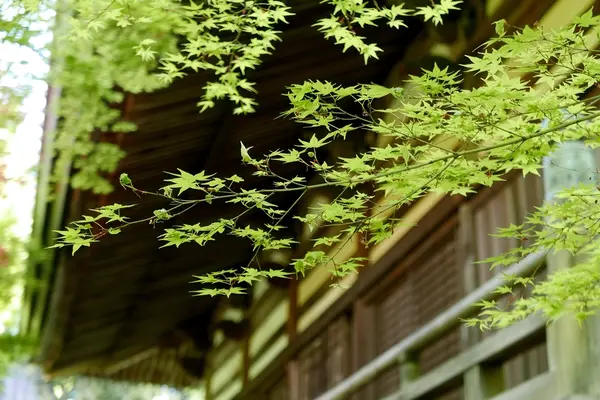 紅葉が見事な緑色に