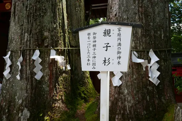 親子杉