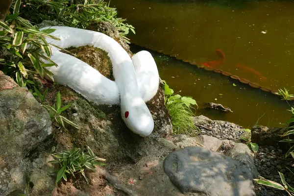 白い蛇が二匹居ます。