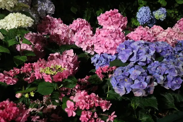 紫陽花も綺麗