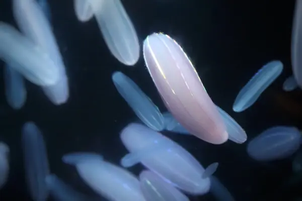ウリクラゲ