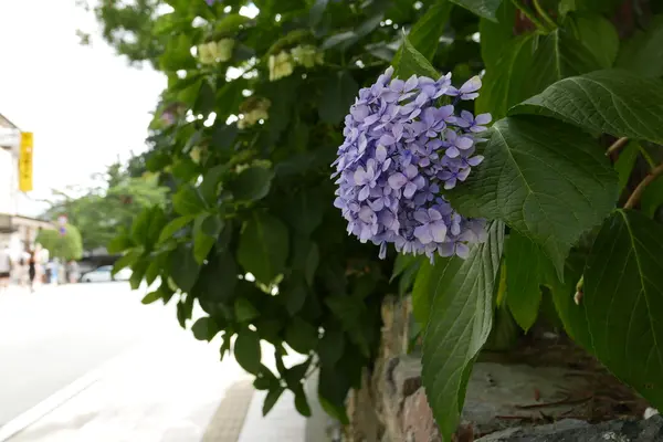 紫陽花が咲いてるんですよ