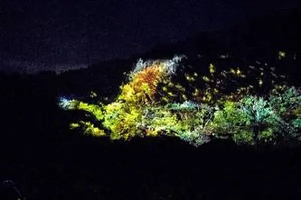 30ｍの巨大火の鳥が森を舞う！ナイトウォーク火の鳥に新しい演出が登場！