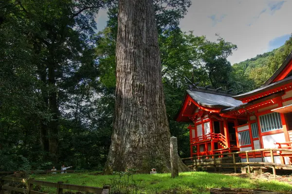 十根川神社（八村杉）