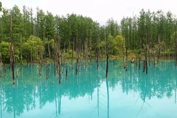 青い池