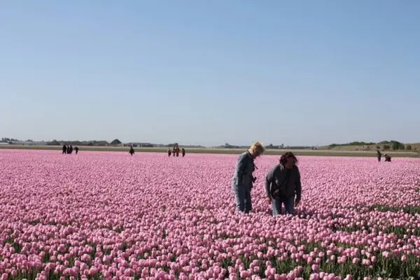 ひとつの地域として世界最大といわれる球根畑が広がるザイプ