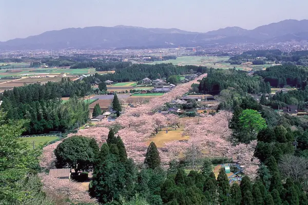 母智丘の桜