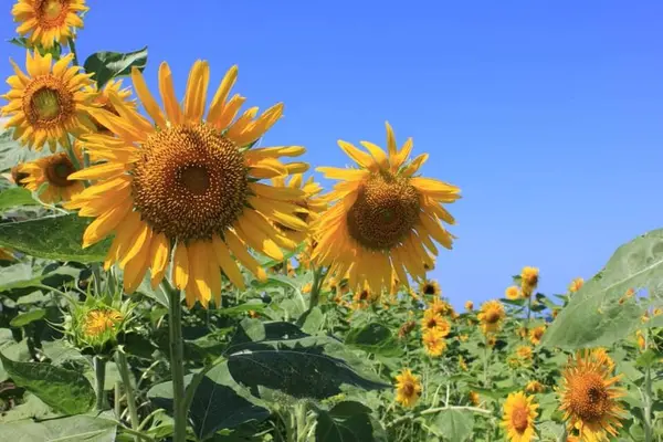 見頃は8月