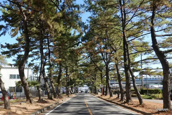 池鯉鮒宿（知立宿）の松並木