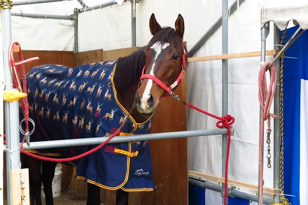 ほんまものの馬