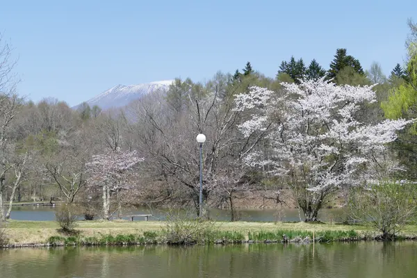 奥には阿蘇山🗻