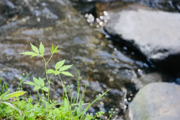 水際の緑は綺麗ですね✨