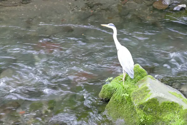 白鷺も気持ちよさそう🦢