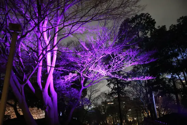 公園内のライトアップ