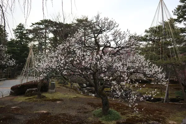 梅エリア
