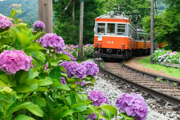 毎年、6月中旬頃には、車窓からあじさいを見る事ができる、「あじさい電車」としても人気です。