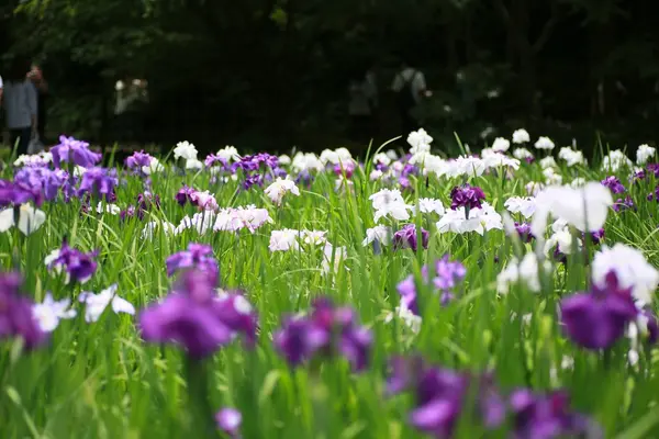 本堂後庭園では、菖蒲もいい。、