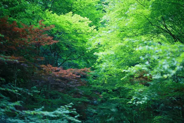 秋には紅葉が絶対に綺麗ですが、緑もきれいですね